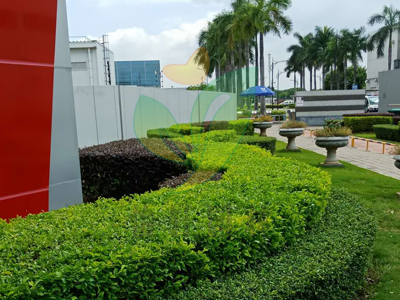 佛山綠化養(yǎng)護(hù) 佛山綠化養(yǎng)護(hù)