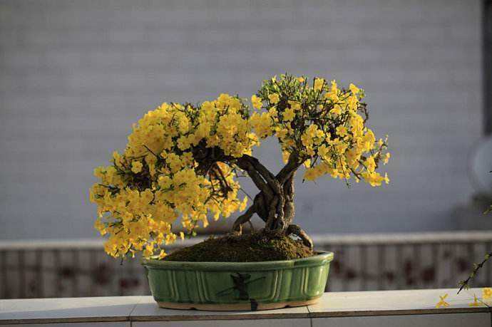 綠化養(yǎng)護(hù)迎春花養(yǎng)護(hù)