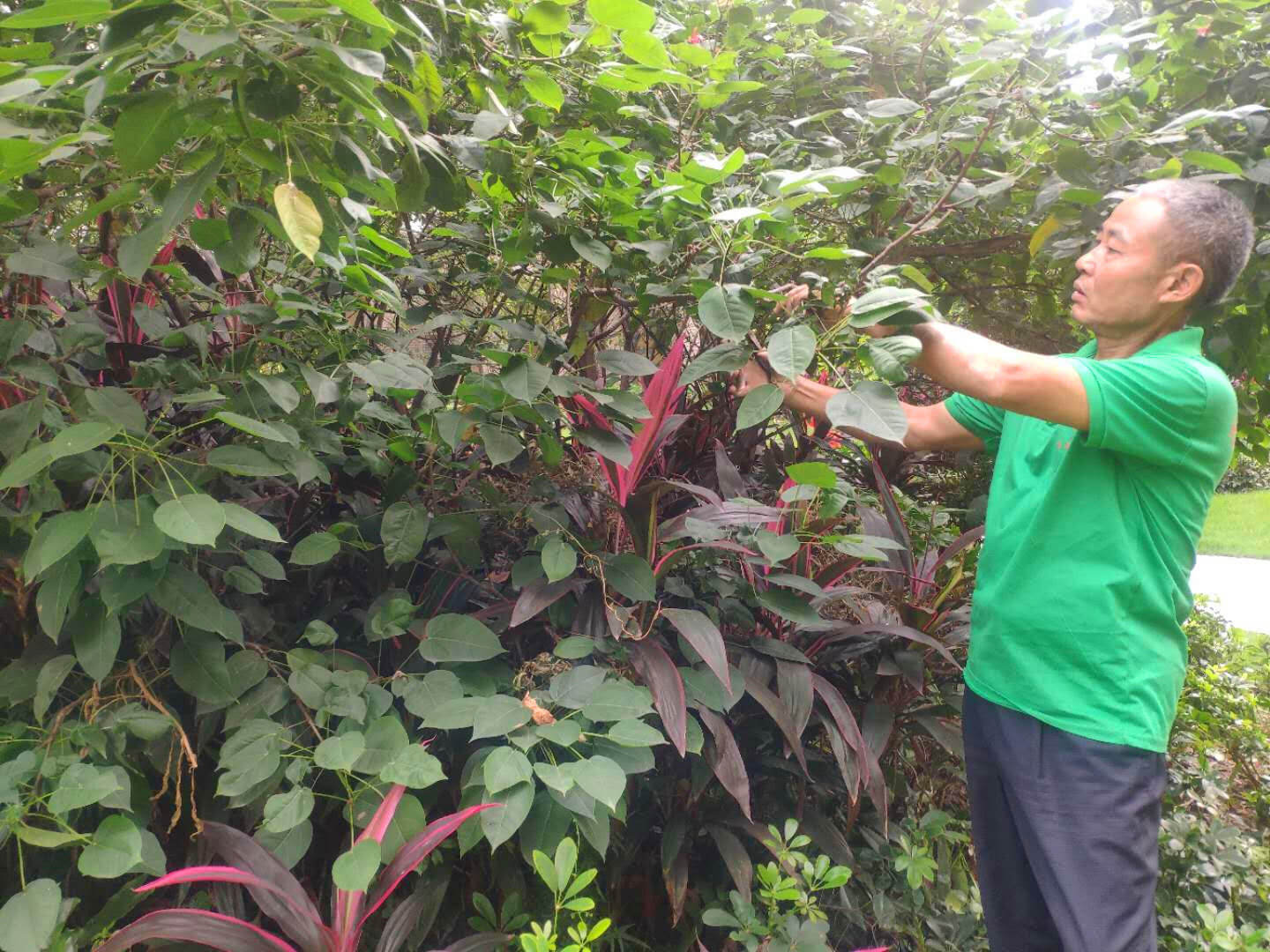 小區綠化養護修剪