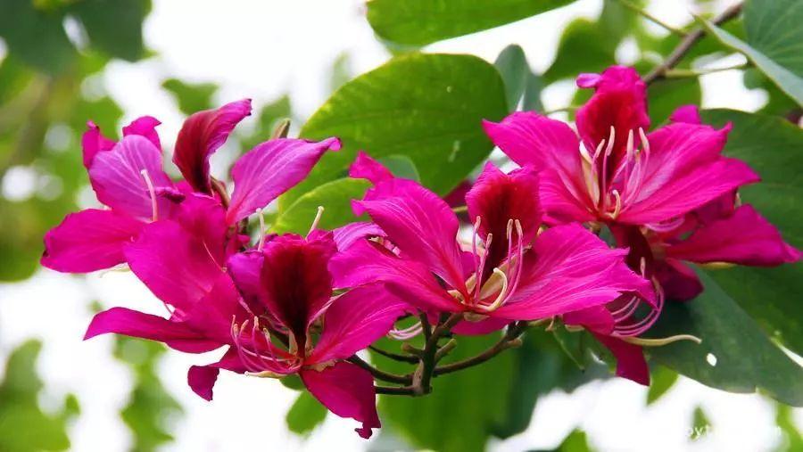 紫荊花