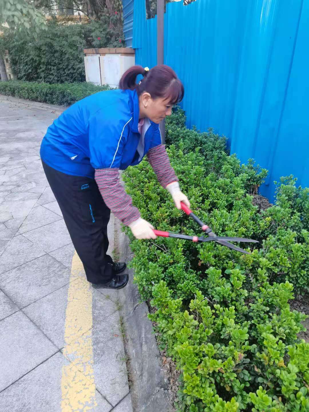 小區(qū)綠化養(yǎng)護(hù) 小區(qū)綠化養(yǎng)護(hù)