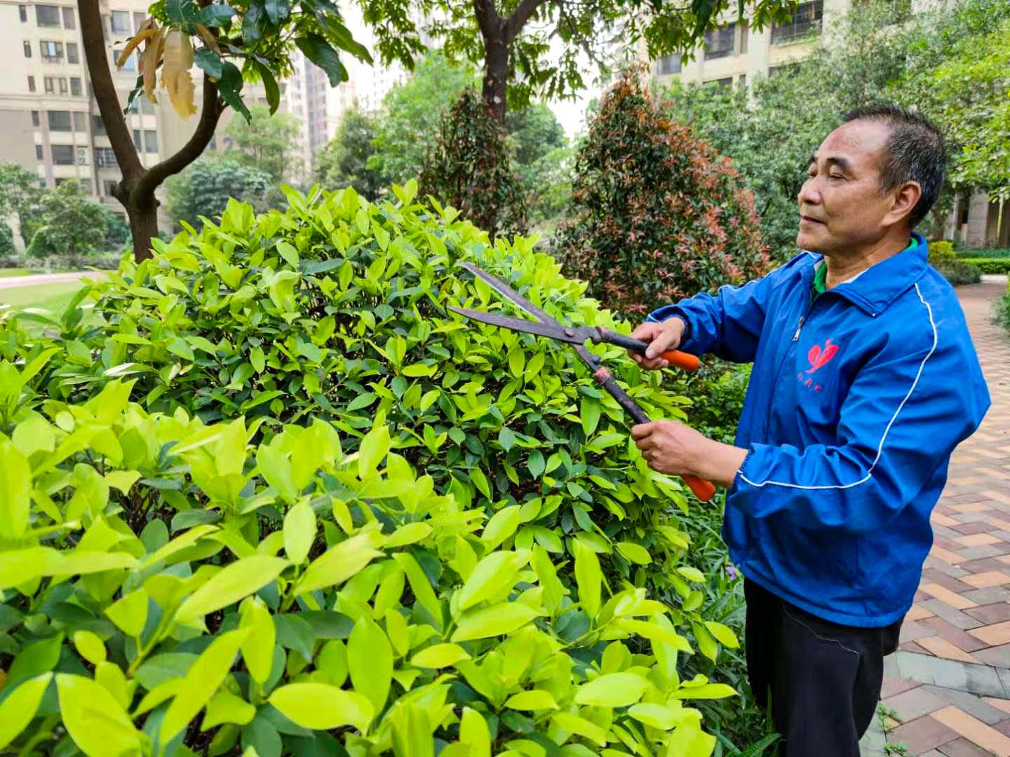 廣州園林綠化養(yǎng)護(hù)，廣州園林綠化養(yǎng)護(hù)公司，園林綠化養(yǎng)護(hù)