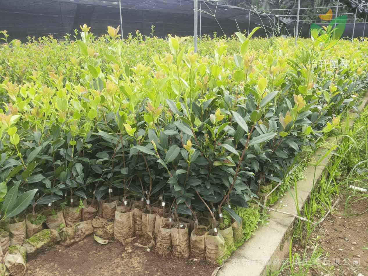 綠化苗木 綠化苗木