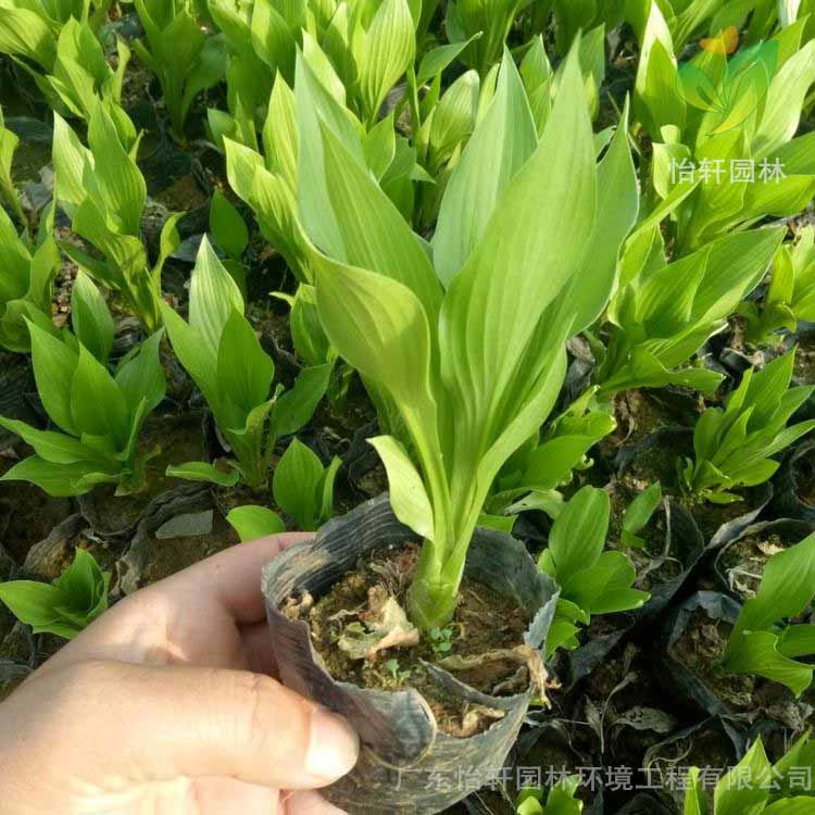 綠化苗木 綠化苗木