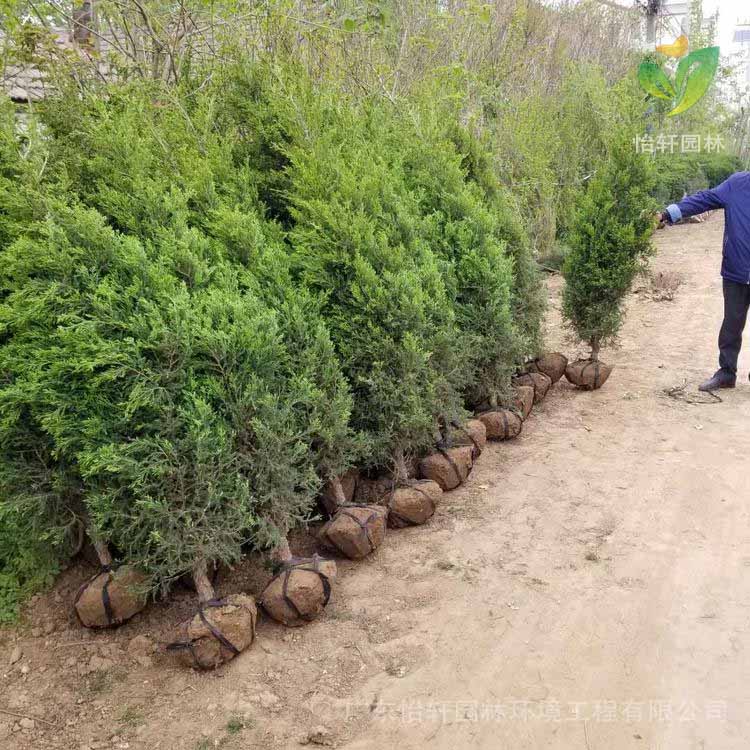 綠化苗木 綠化苗木