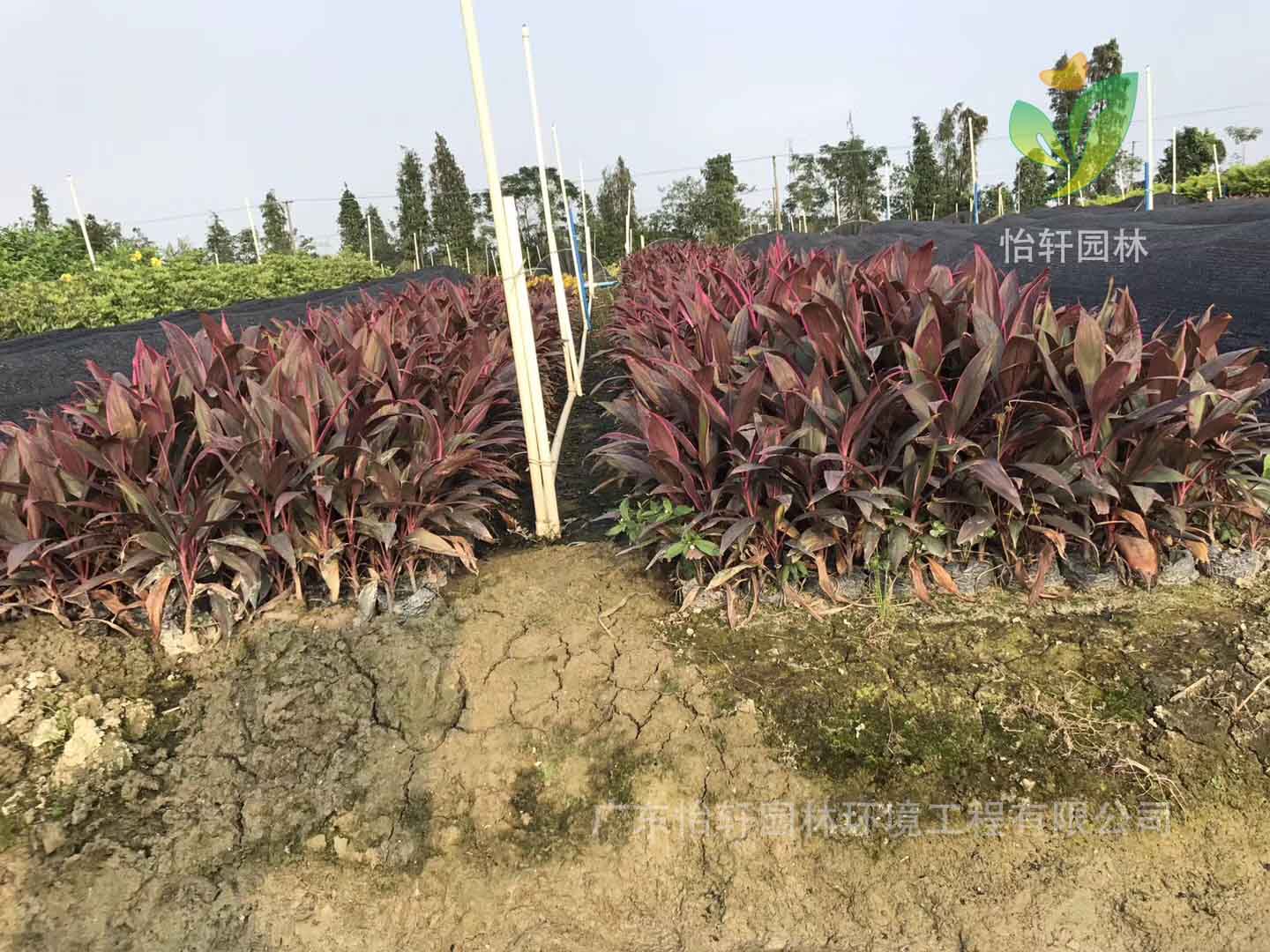 綠化苗木 綠化苗木