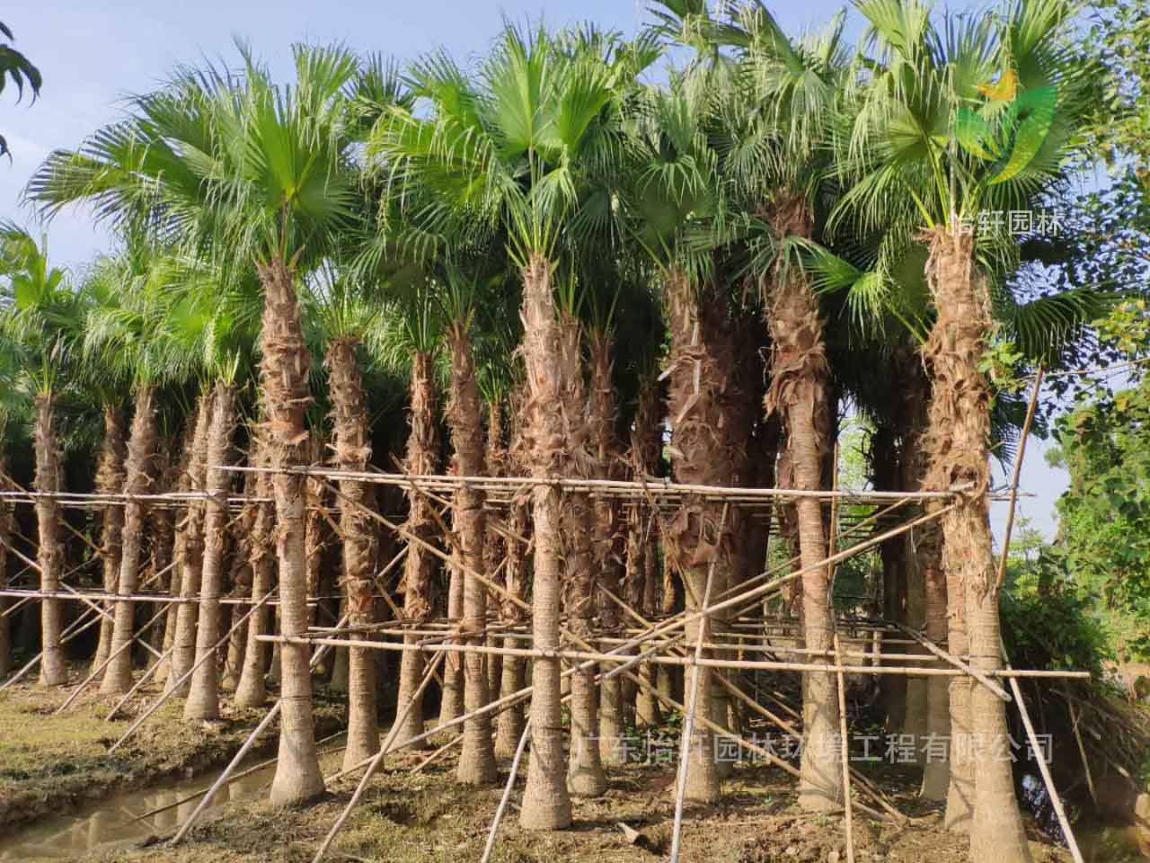 綠化苗木 綠化苗木