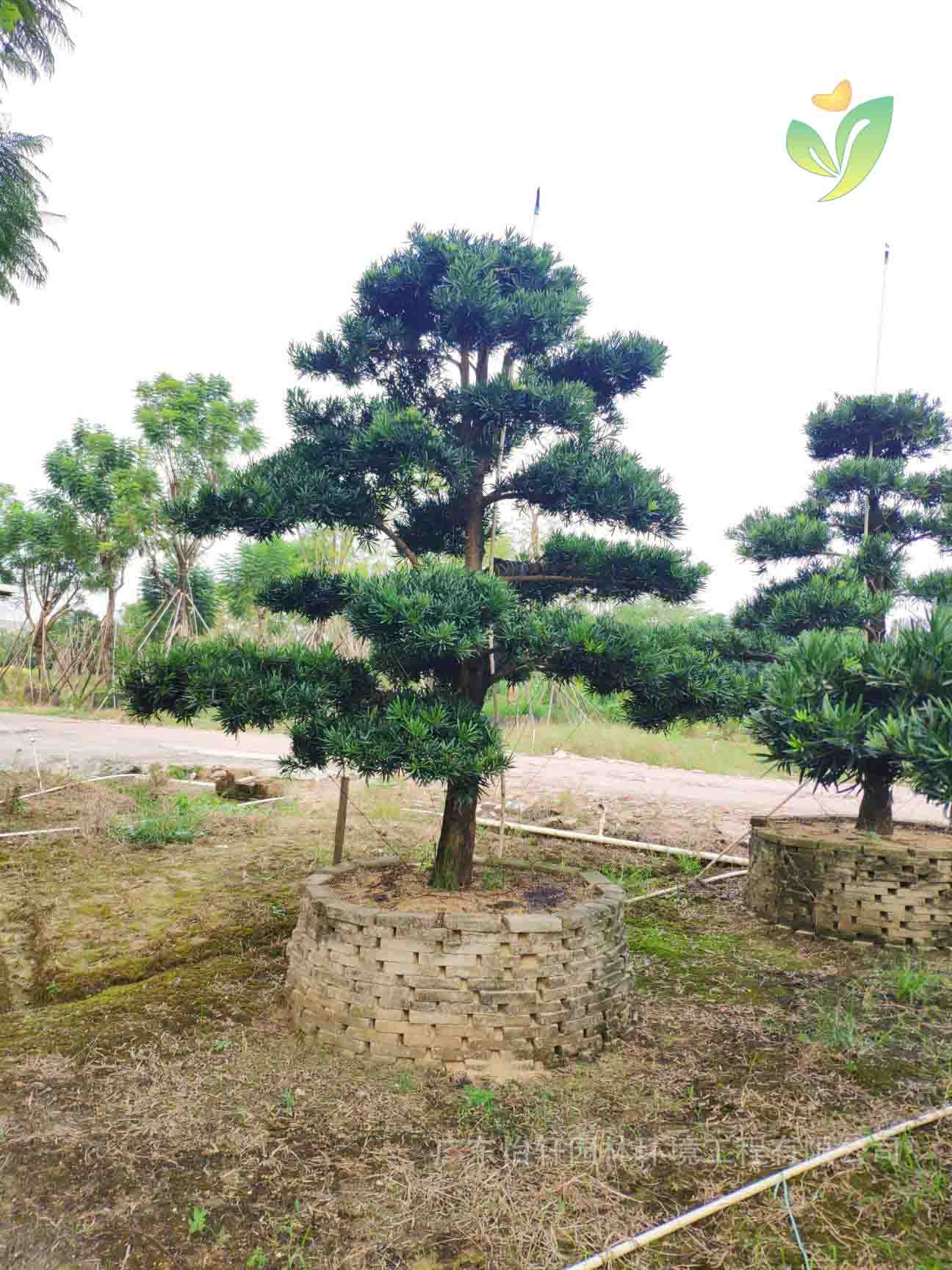 綠化苗木 綠化苗木