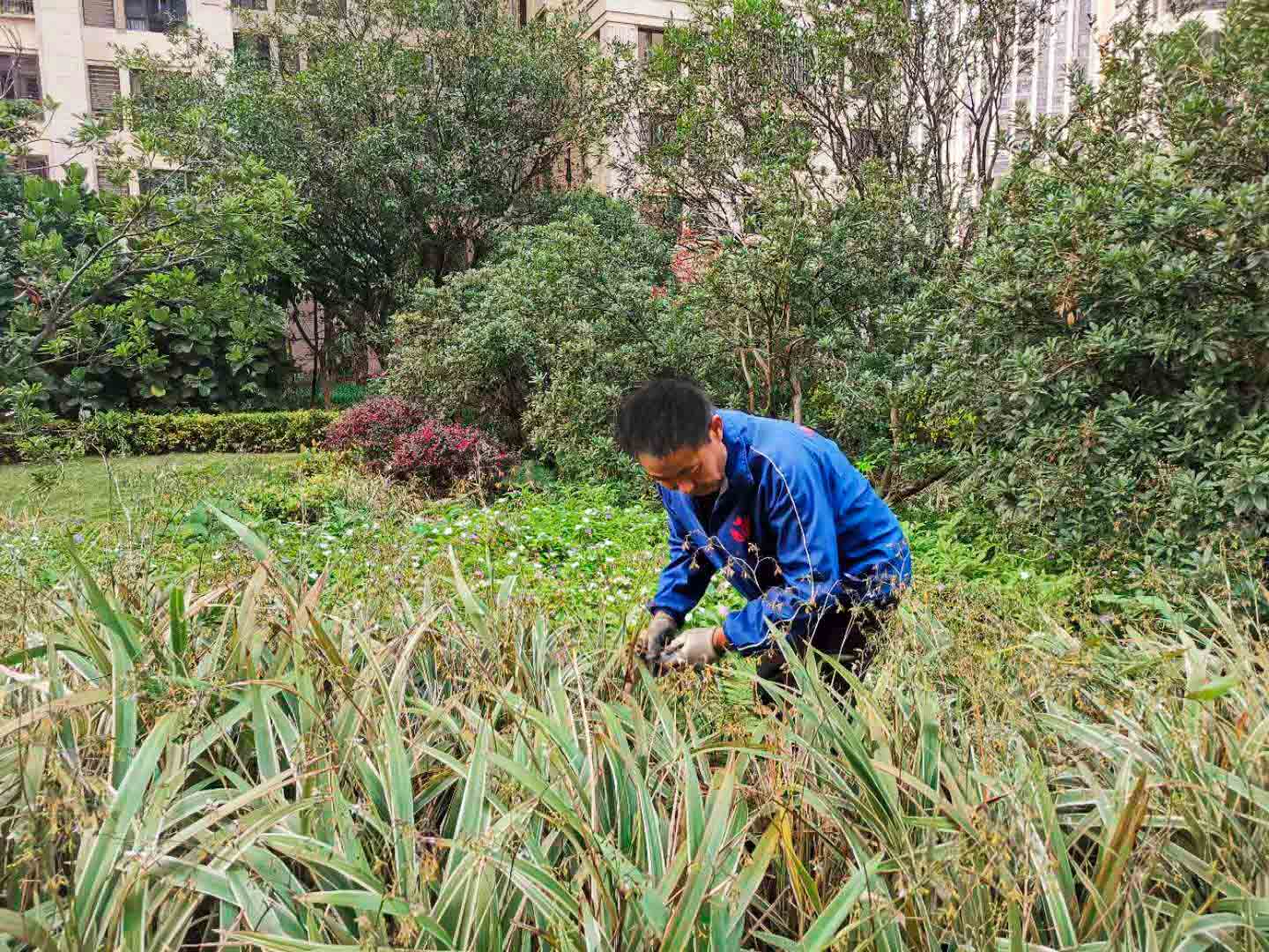 園林綠化養(yǎng)護(hù)