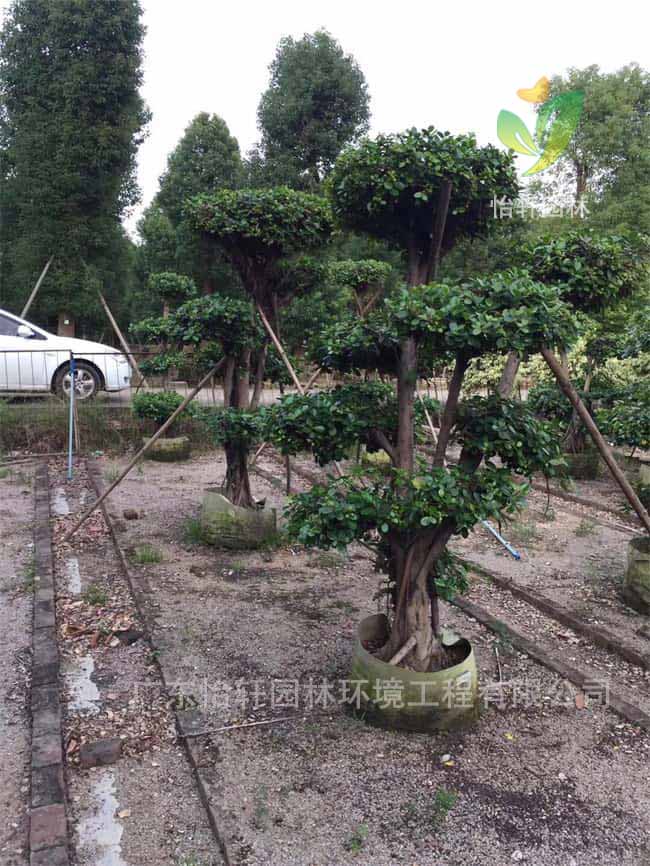 綠化苗木 綠化苗木