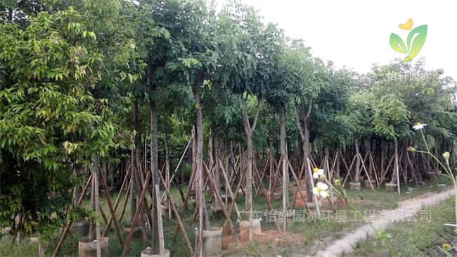 綠化苗木 綠化苗木