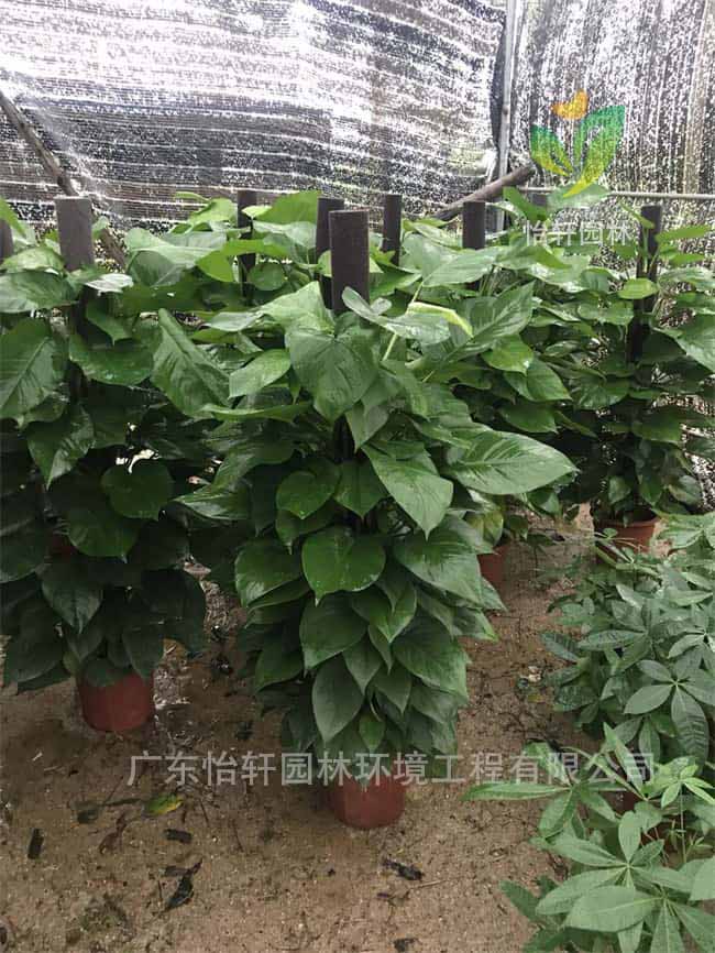 綠化苗木 綠化苗木