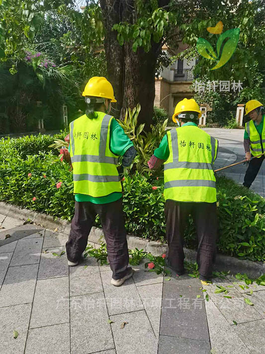 綠化養(yǎng)護(hù) 綠化養(yǎng)護(hù)