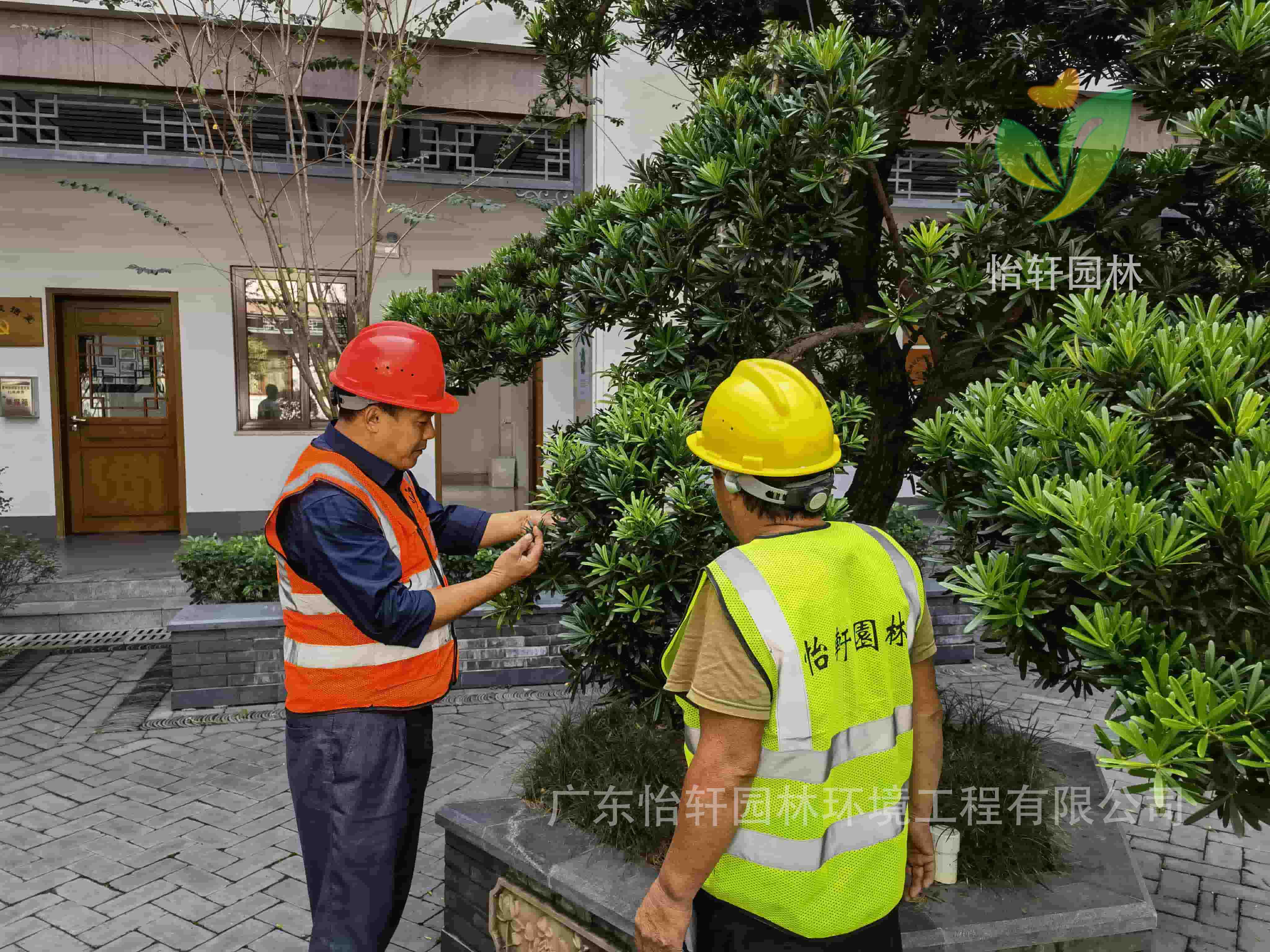 綠化養(yǎng)護(hù) 綠化養(yǎng)護(hù)