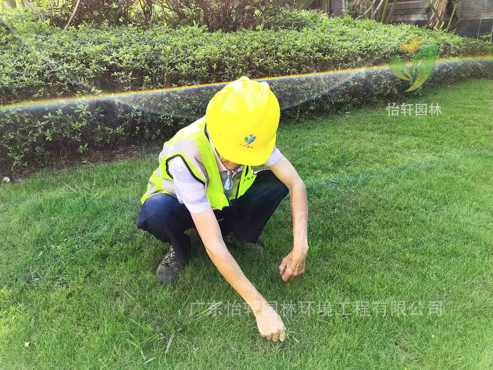 綠化養(yǎng)護(hù) 綠化養(yǎng)護(hù)