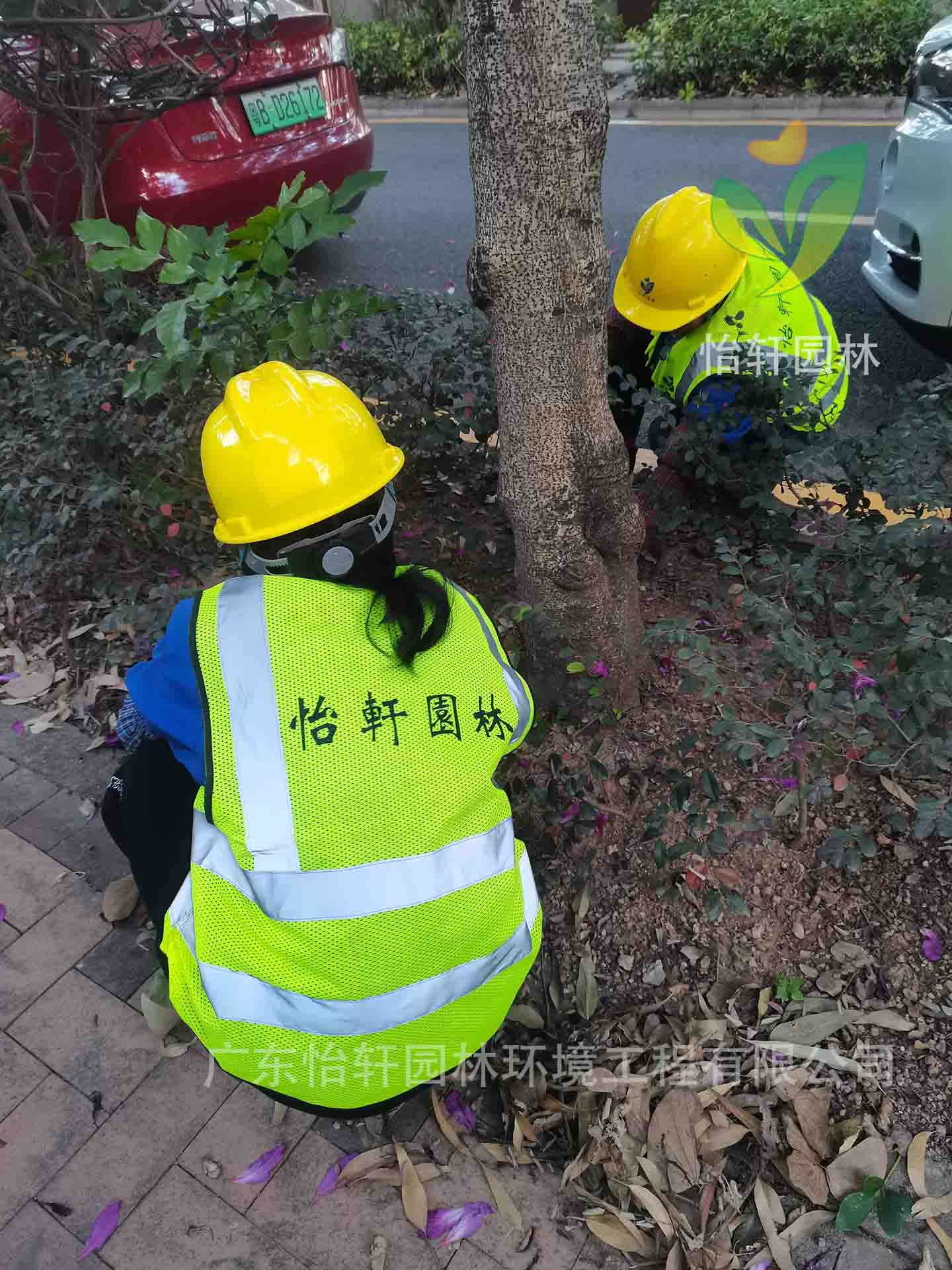 綠化養(yǎng)護(hù) 綠化養(yǎng)護(hù)