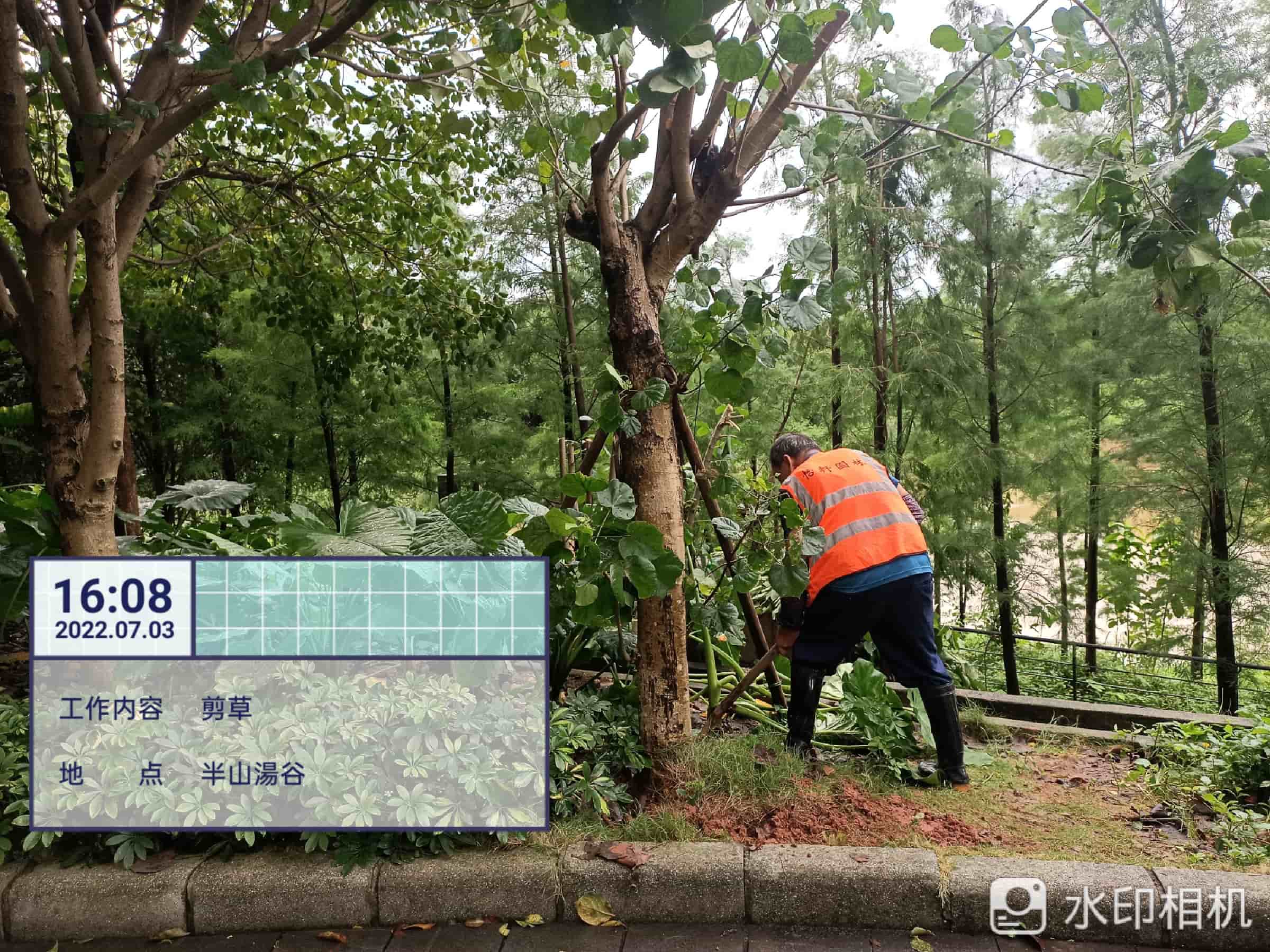 園林綠化養(yǎng)護(hù),美的鷺湖