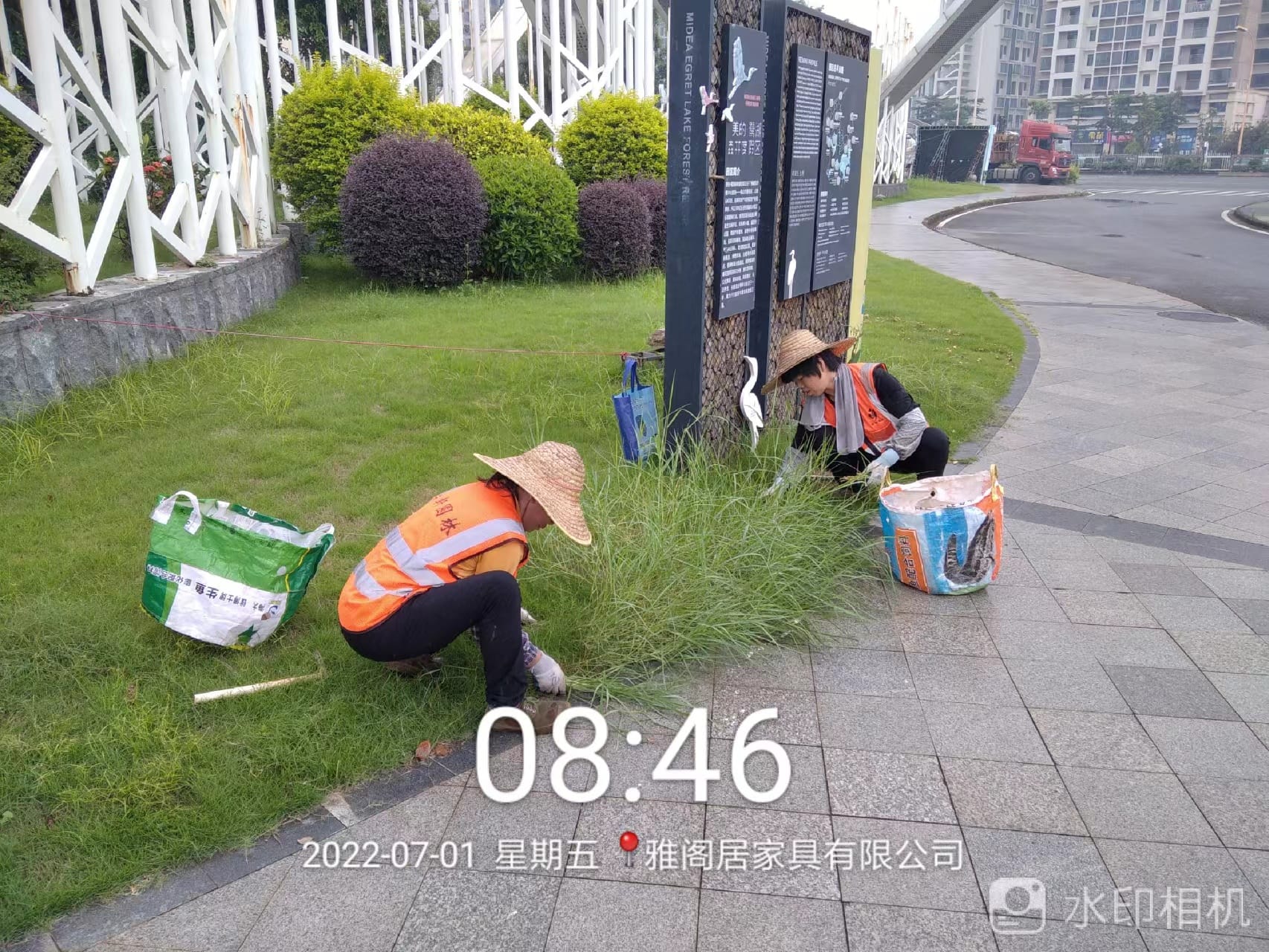 綠化養(yǎng)護(hù),果嶺草